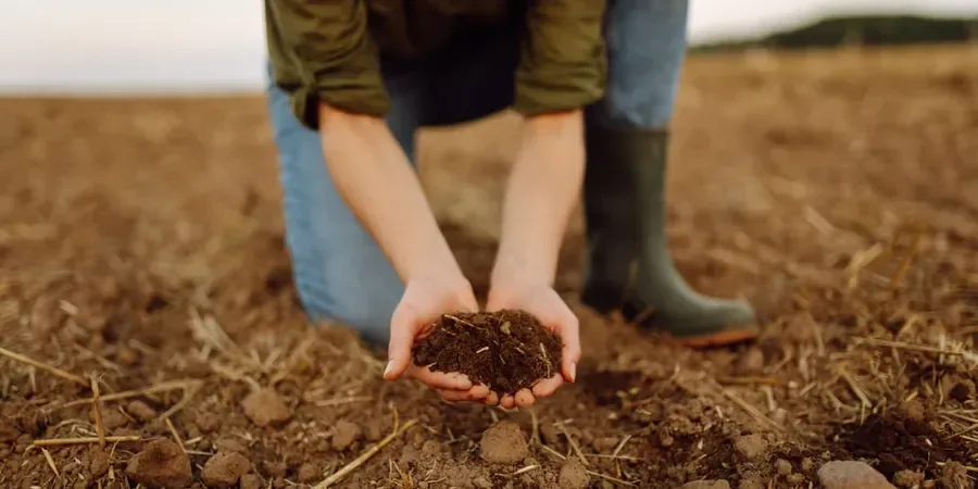 Illustrative image of Organic soil management in Sydney